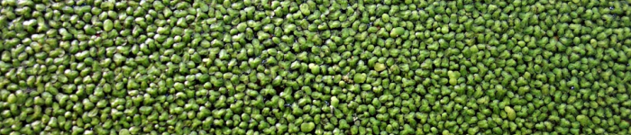 NOVEL FOOD : concentrat de lentilles d'eau